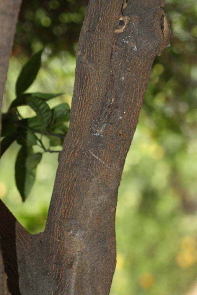              Bark (Riverside, CA)       